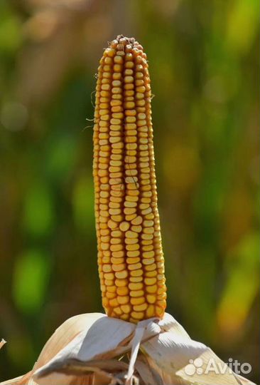 Семена кукурузы Пионер П9127