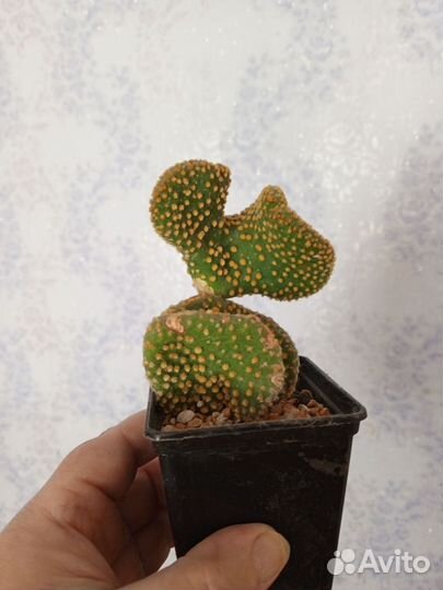 Кактус пушистый, опунция кристатная