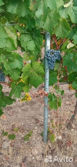 Виноград технический