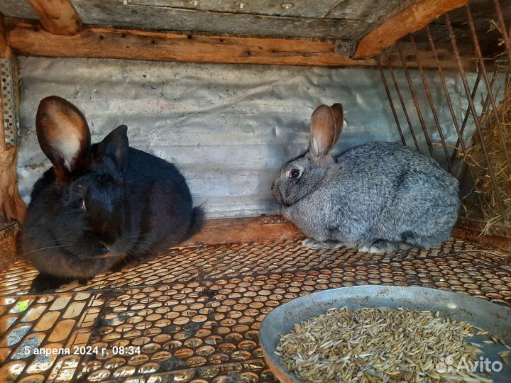 Кролики самки на племя