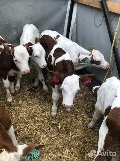 Телята бычки сименталлы