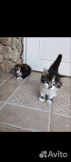 Кошка в дар бесплатно