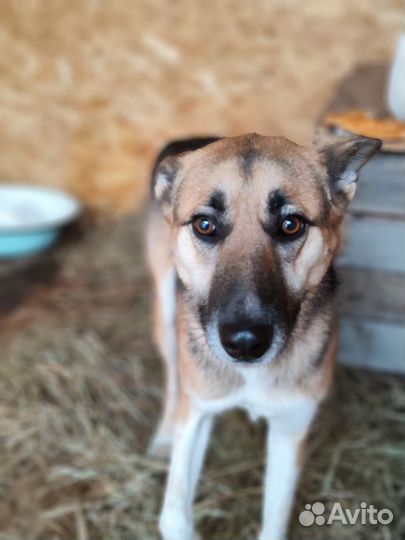 Собака в добрые руки