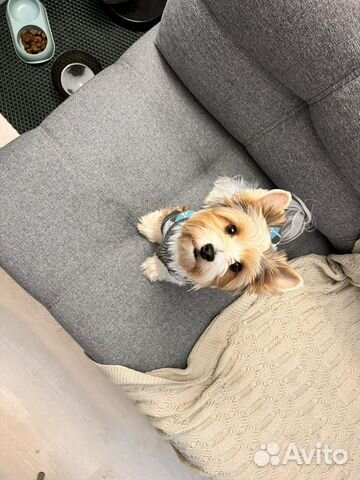 Вязка Бивер йорк кабель