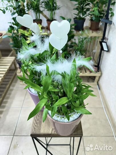 Бамбук Лаки Подарок на 8 марта