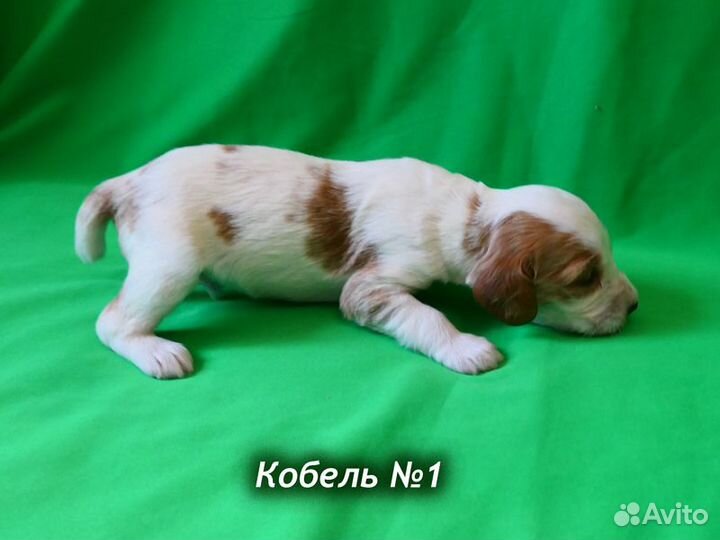 Щенки Русского охотничьего спаниеля. р. 14 февраля