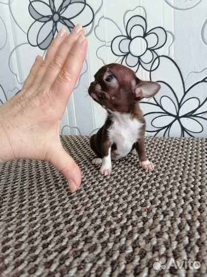 Девочка чихуахуа