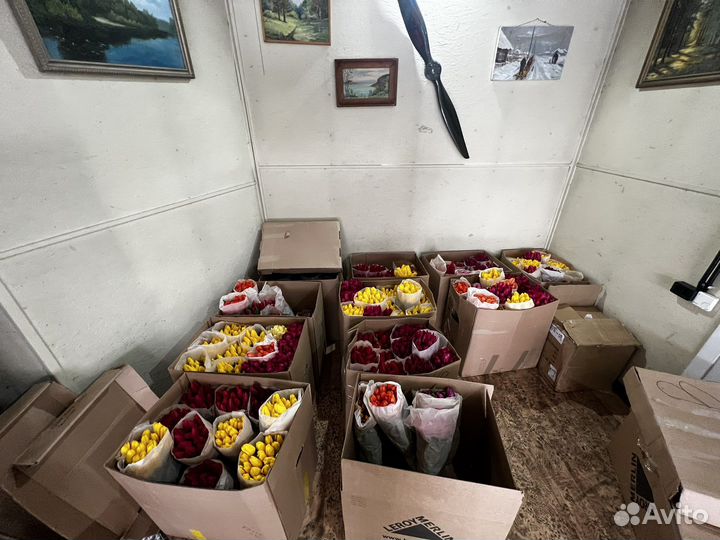 Тюльпаны к 8 марта