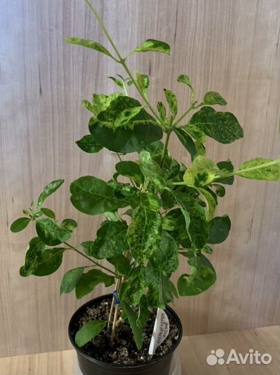 Клеродендрум инерме вариегатный