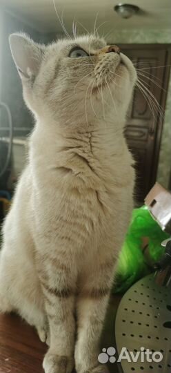 Кошка-молодая, котёнок