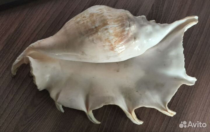 Морские ракушки раковины