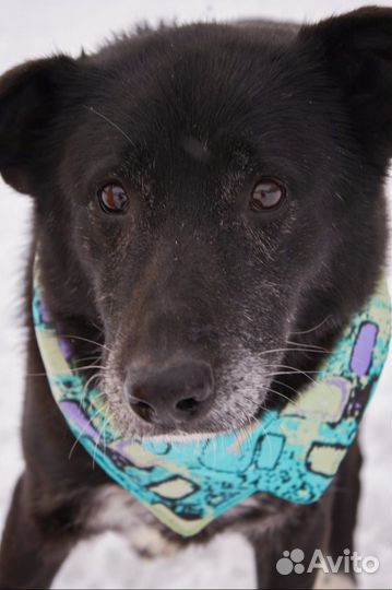 Милая спокойная собака очень грустит в приюте