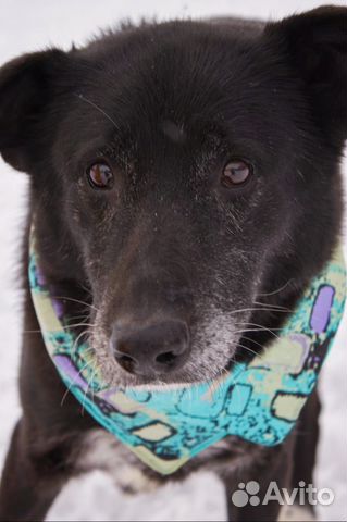 Милая спокойная собака очень грустит в приюте