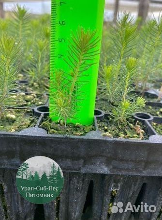 Зкс Сосна сеянцы Ели Лиственницы окс Голуб Горная