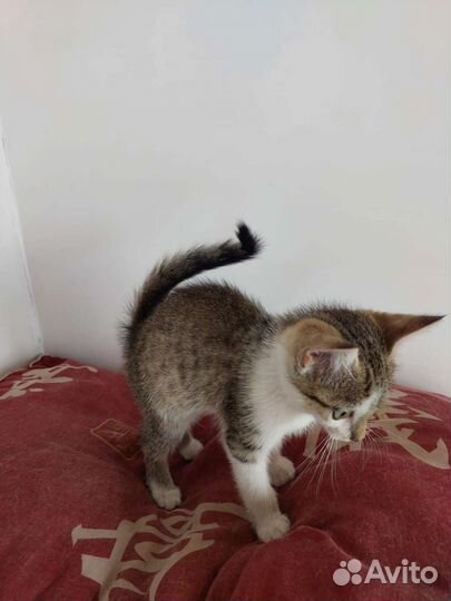 Милые глазастики