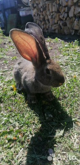 Кролики фландр