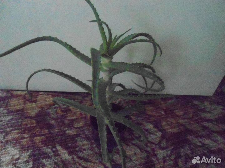 Алое