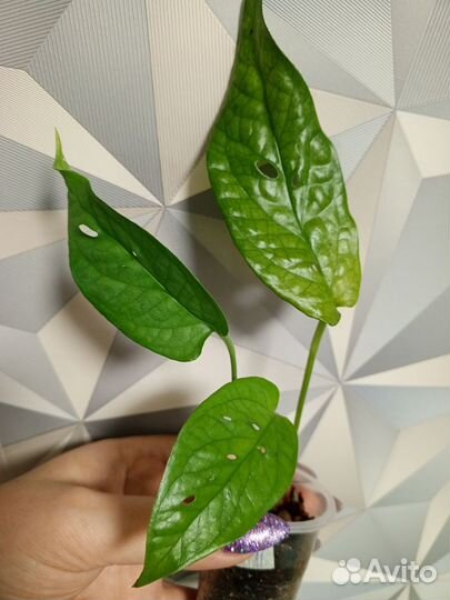 Монстера Спайдермен и др