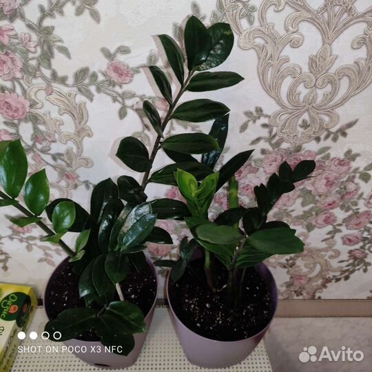 Замиокулькас