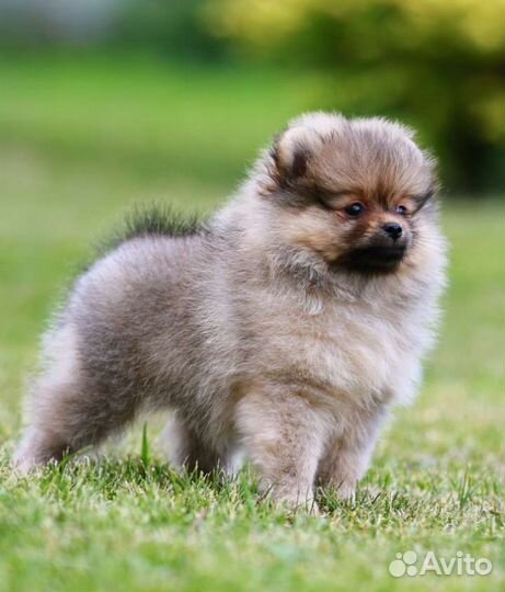 Шпиц щенок померанский мальчик