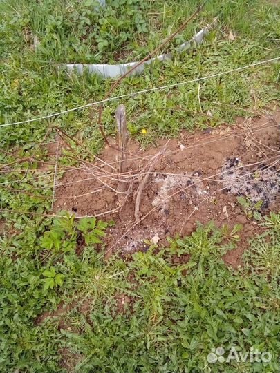 Саженцы и черенки винограда