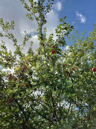 Дача 25 м² на участке 4,5 сот.