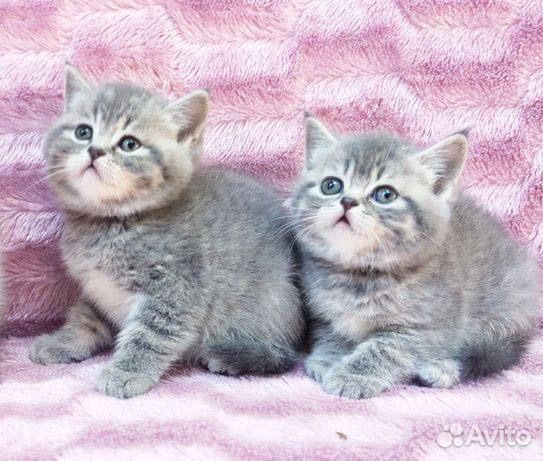 Британские котята