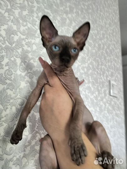 Канадский сфинкс