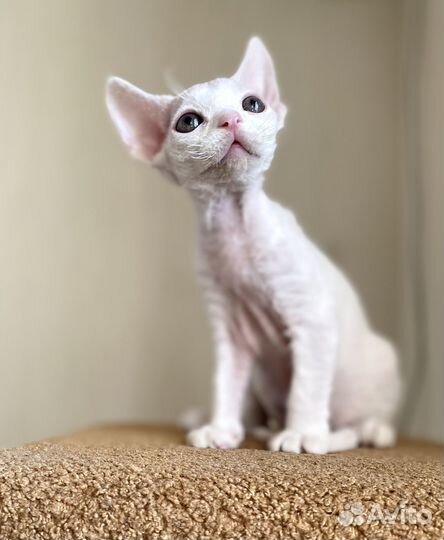 Котенок Девон Рекс