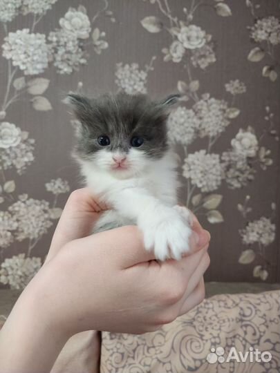 Котята