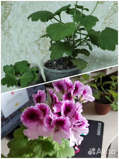 Аптения сердцелистная, колеус, герань и др