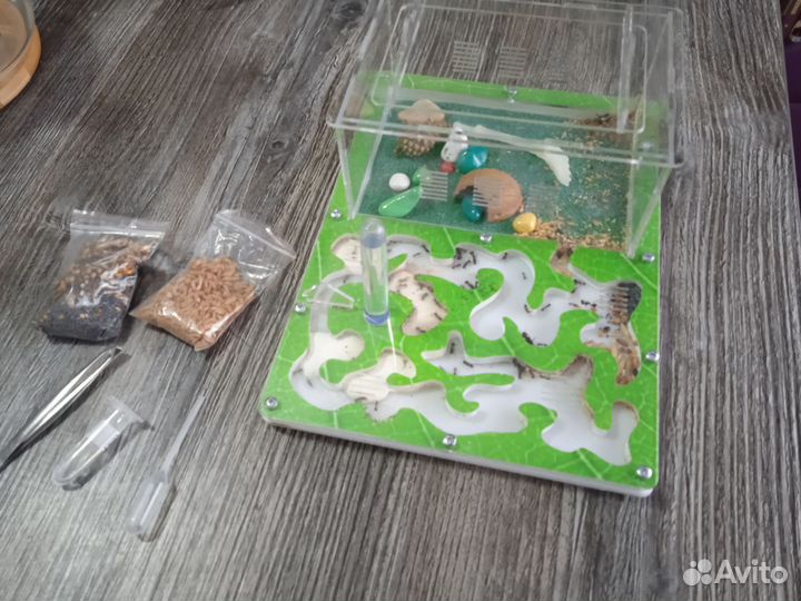 Муравьиная ферма с муравьями