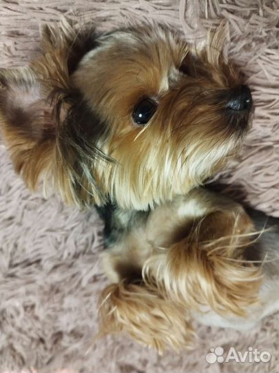 Йоркширский терьер вязка мальчик