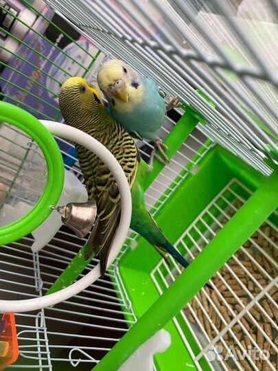 Попугай неразлучники с клеткой