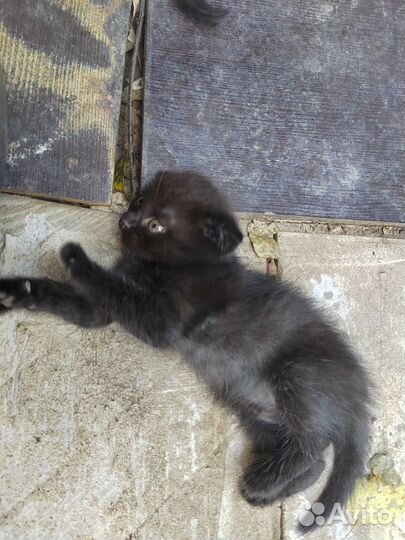 Котята отдам бесплатно