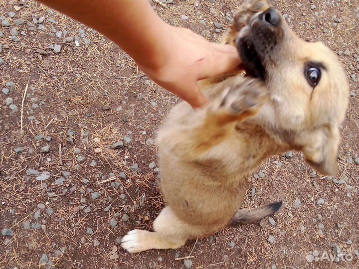 Собачка без клички