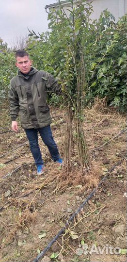 Живая Изгородь Бирючина