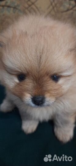 Померанский шпиц тип мишка мини
