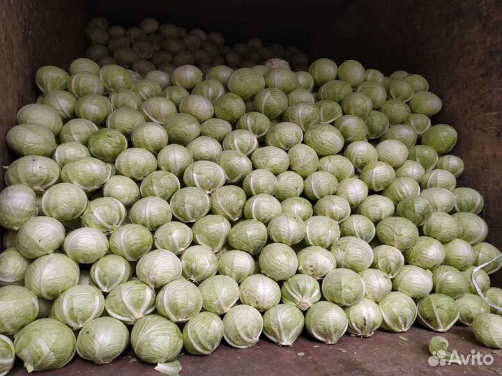 Семена капусты в наличии