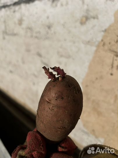 Семена Картофеля