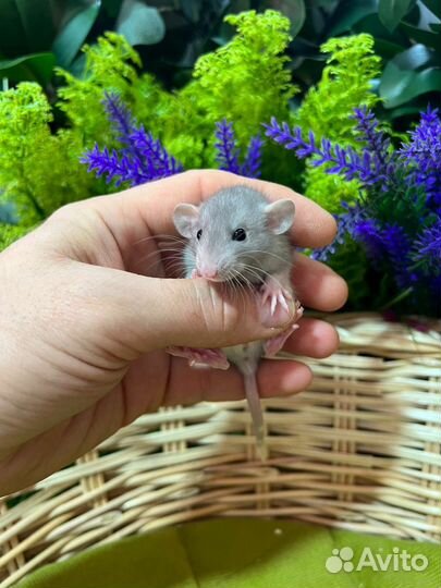 Крысята дамбо малыши