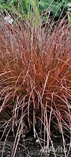 Осока медная