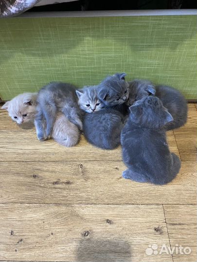 Британские вислоухие котята