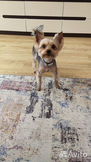 Йоркширский терьер Вязка