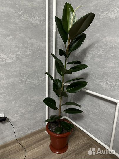 Комнатные растения фикус