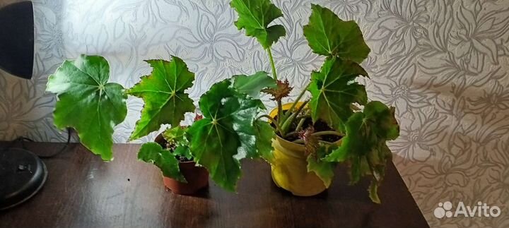 Драцены, бегония, кордилина