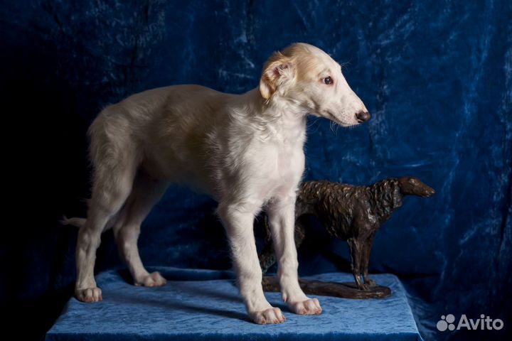 Щенки русской борзой