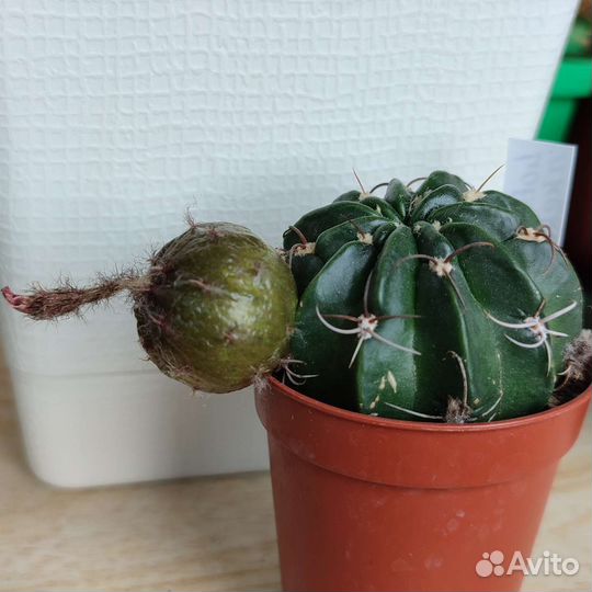 Кактус Lobivia akersii семена