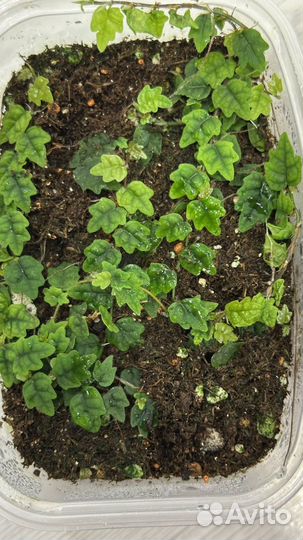 Фикус карликовый дуболистный (флорариум)