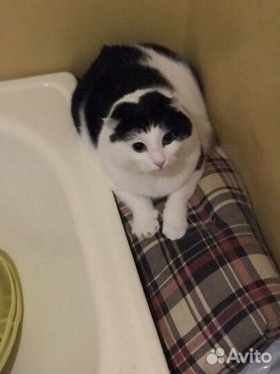 Кастрированный котик Милош